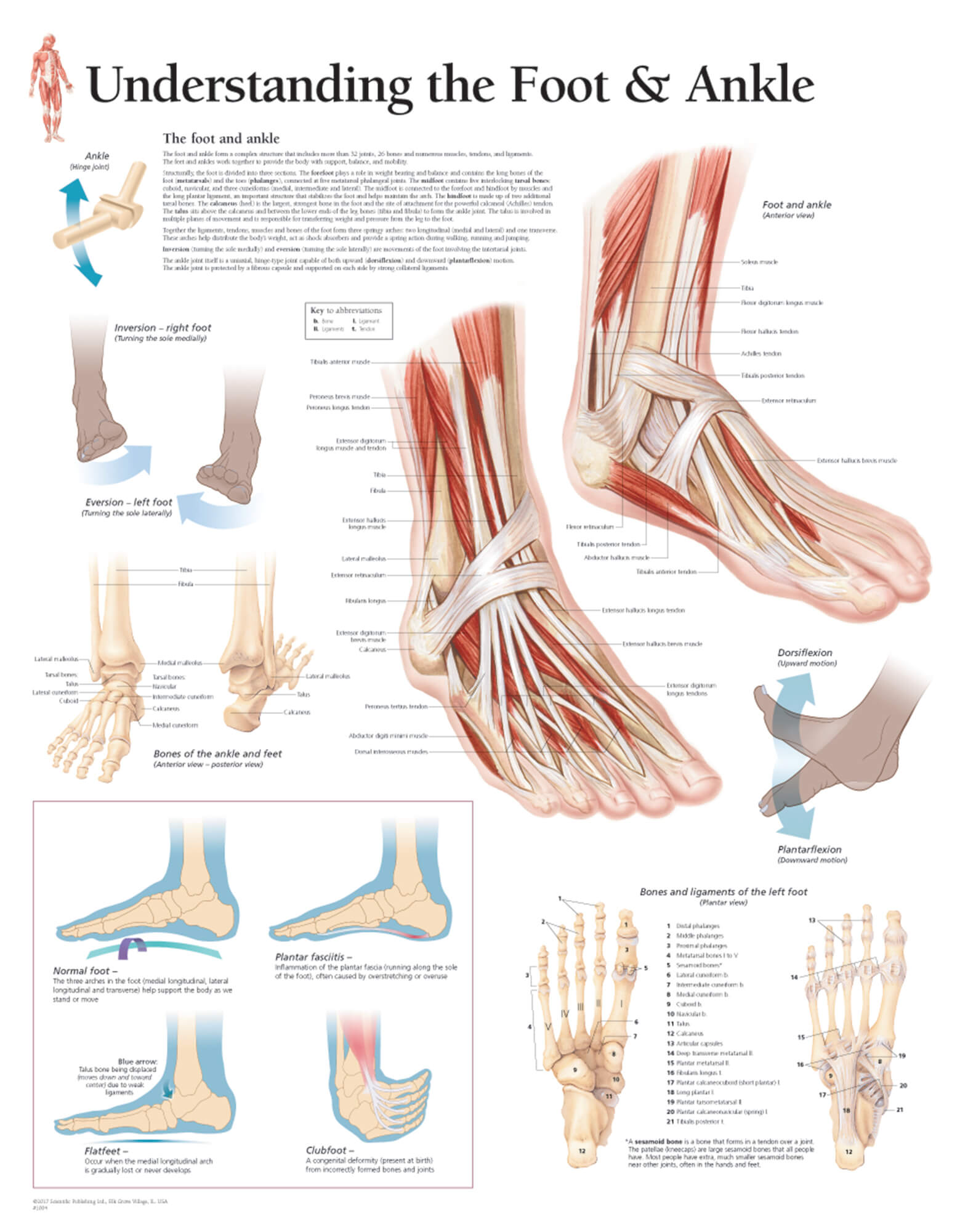 Anatomy Of The Foot And Ankle Orthopaedia - vrogue.co