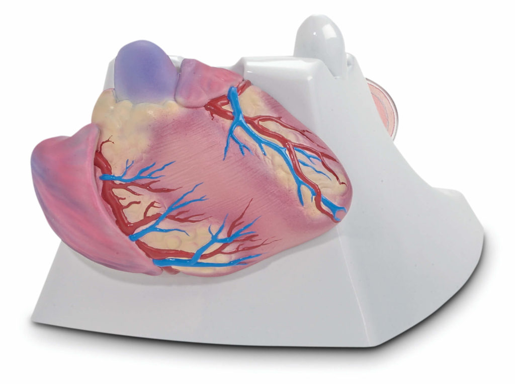 Life Size Healthy Heart Model | Scientific Publishing