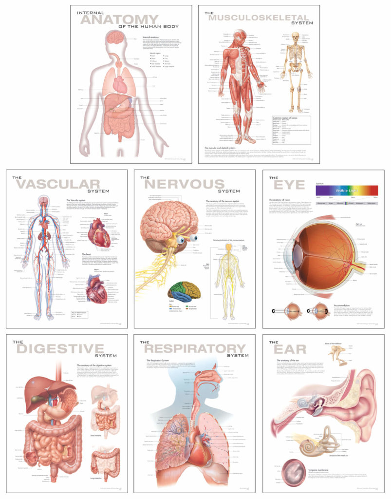 Human Anatomy Chart Set | Scientific Publishing
