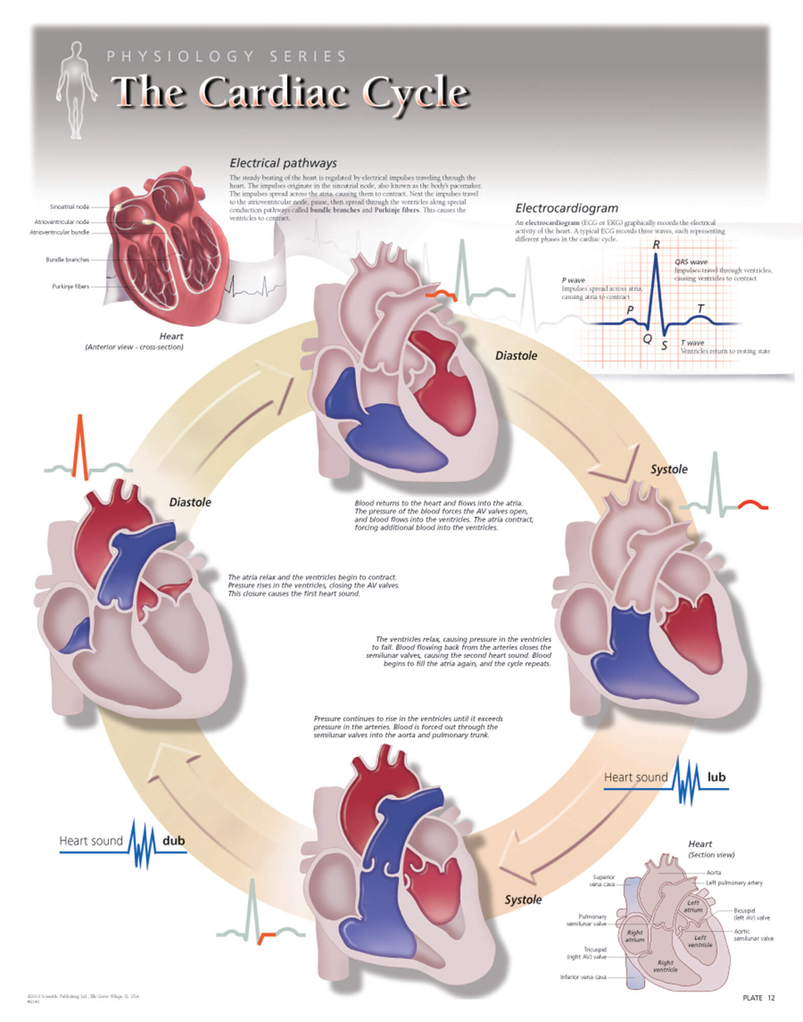 Flow Chart Of The Cardiac Cycle