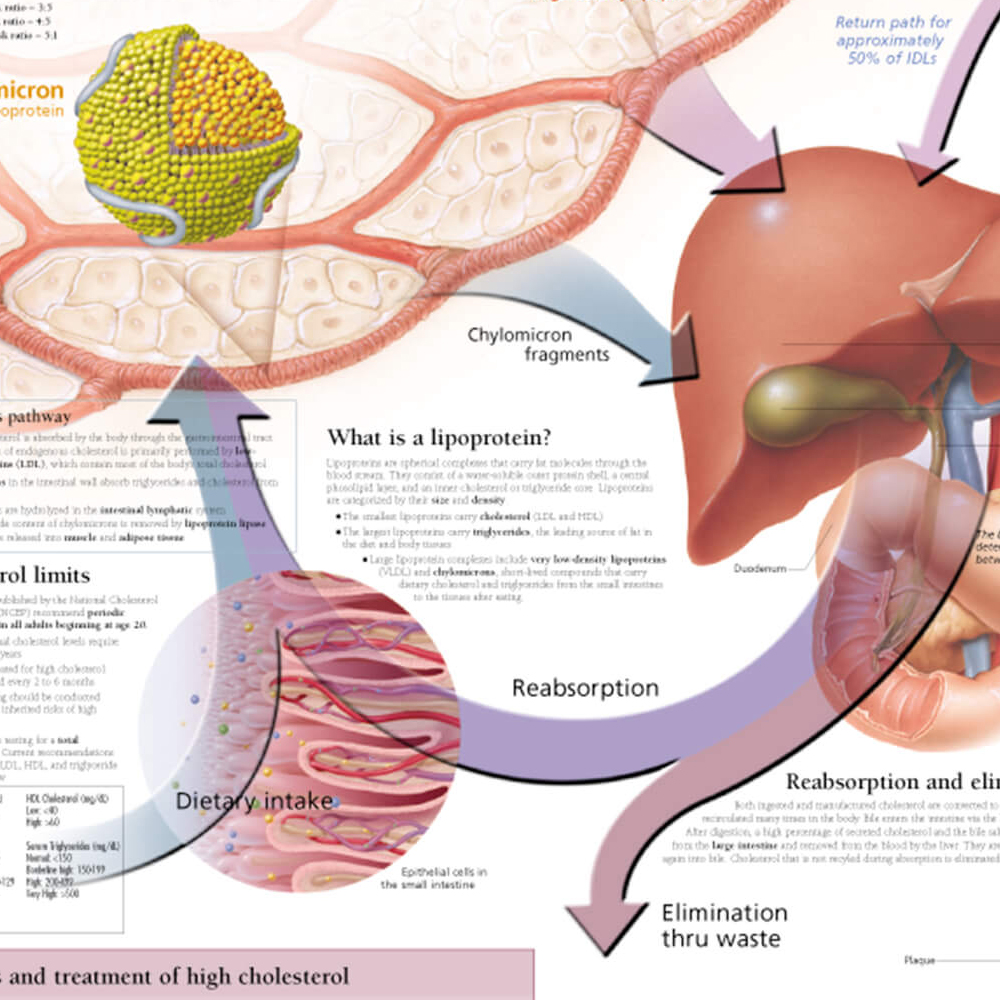 Lifestyle Issues Scientific Publishing   Cholesterol Lifestyle 