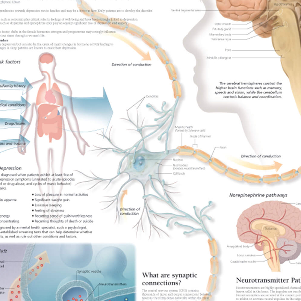 Disorders & Conditions 