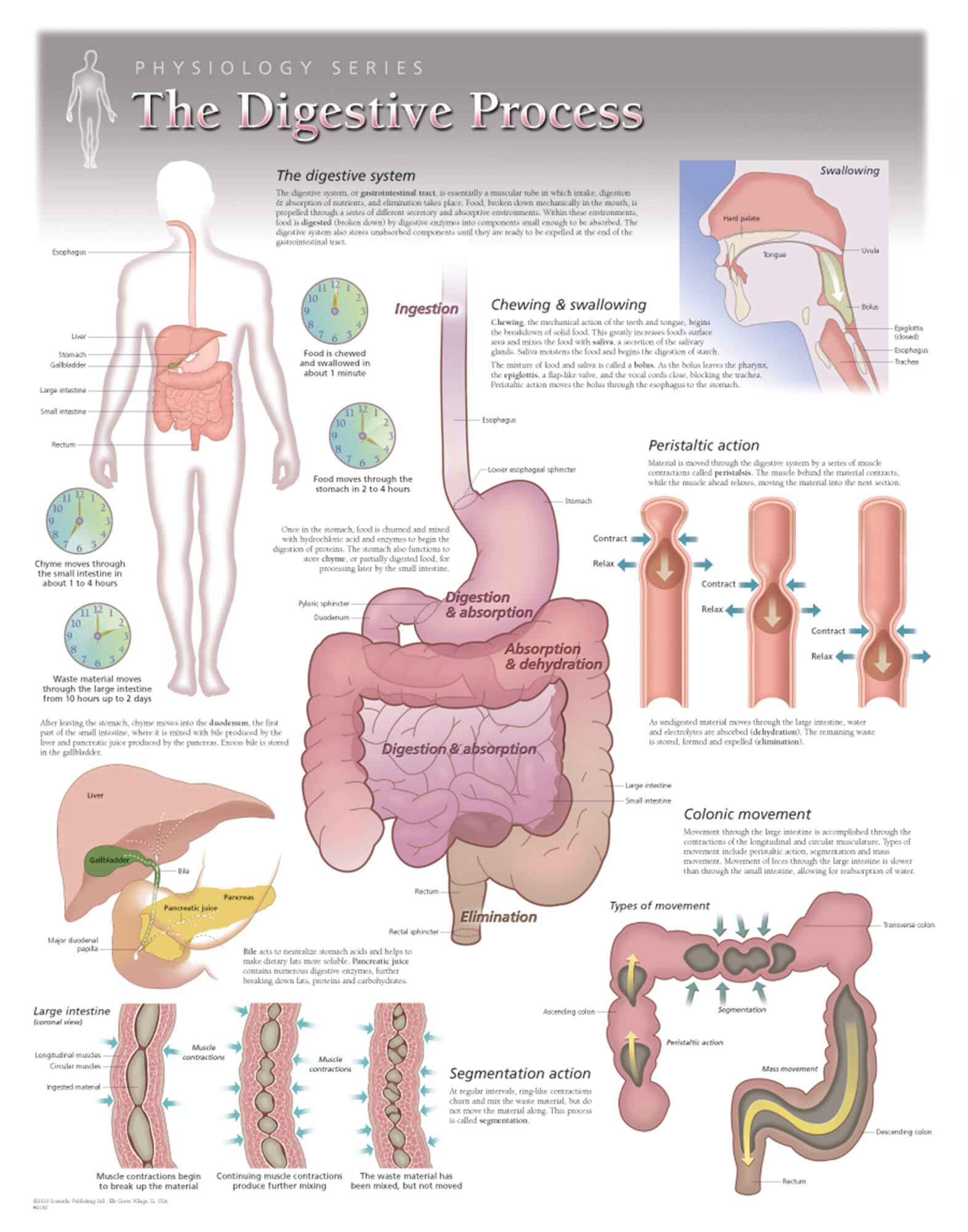 Digestive Process Human Physiology Wall Chart 