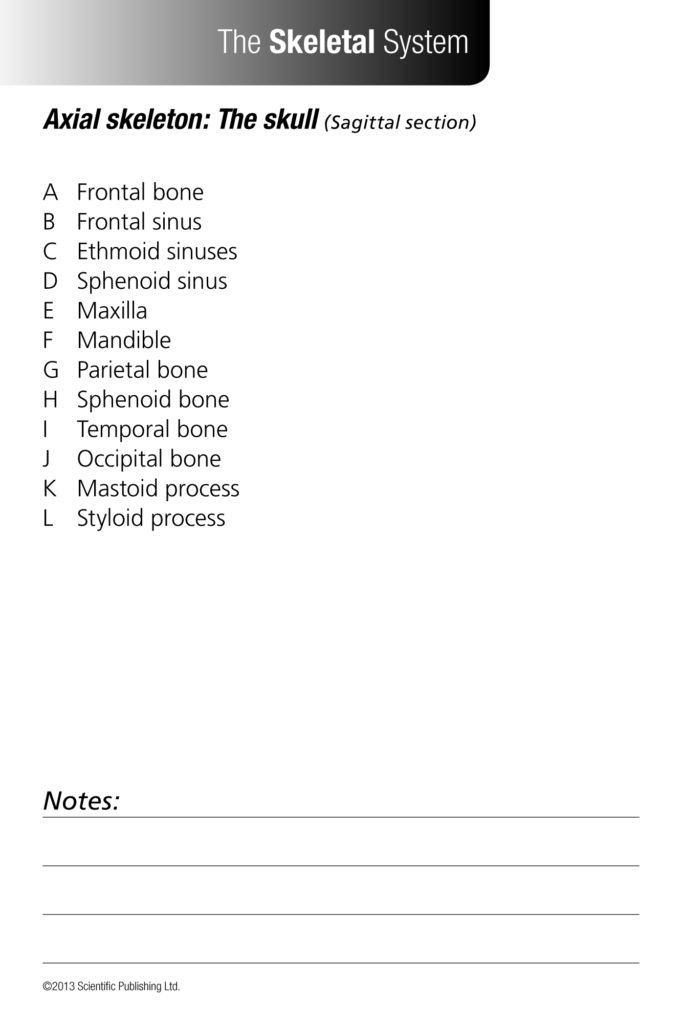 Anatomy Flash Cards Scientific Publishing 4450