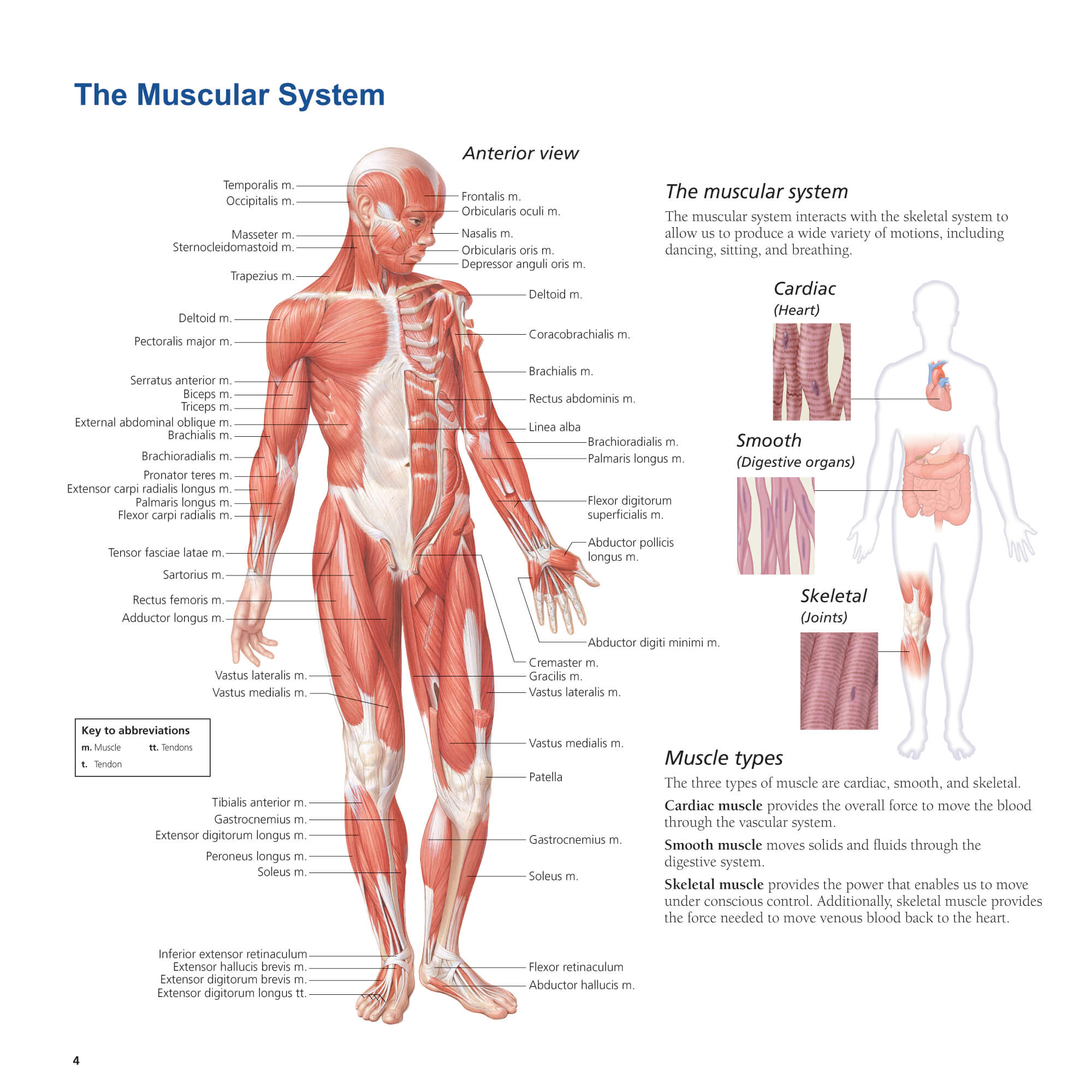 Systems of the Human Body Flip Chart