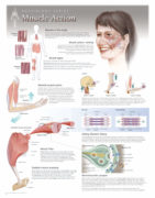 Understanding The Hand Wrist Scientific Publishing