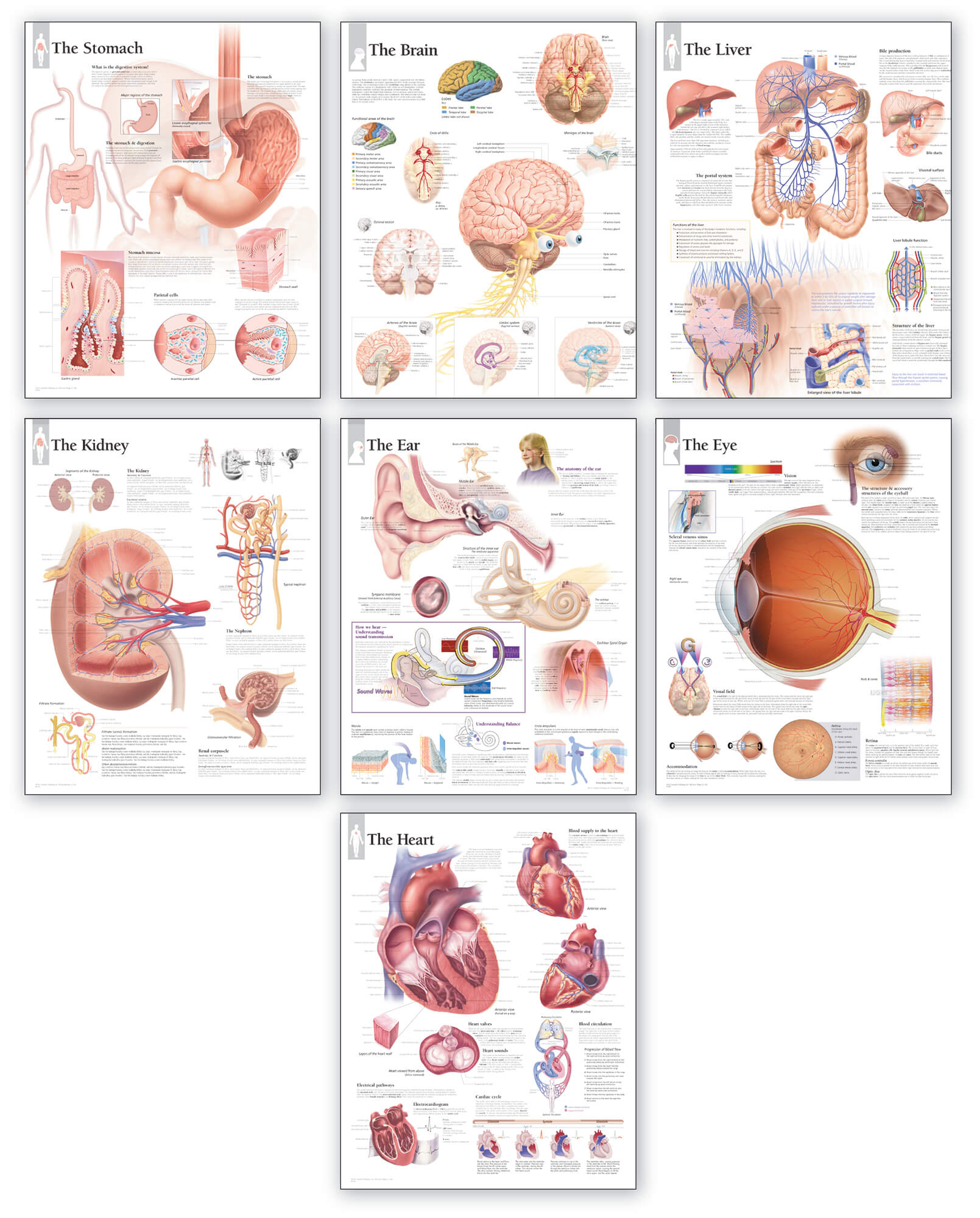 Body Organ Wall Chart Set | Scientific Publishing