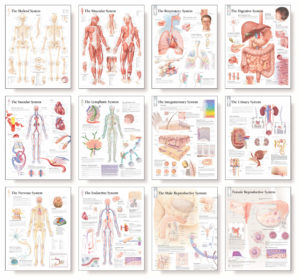 Human Physiology Chart Set – Scientific Publishing