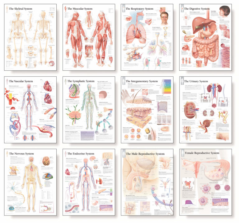 Body S­­ystem Wall Chart Set | Scientific Publishing