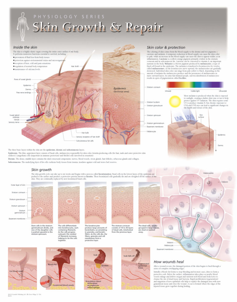 Skin Growth And Repair 