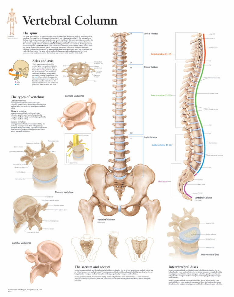 Vertebral Column | Scientific Publishing