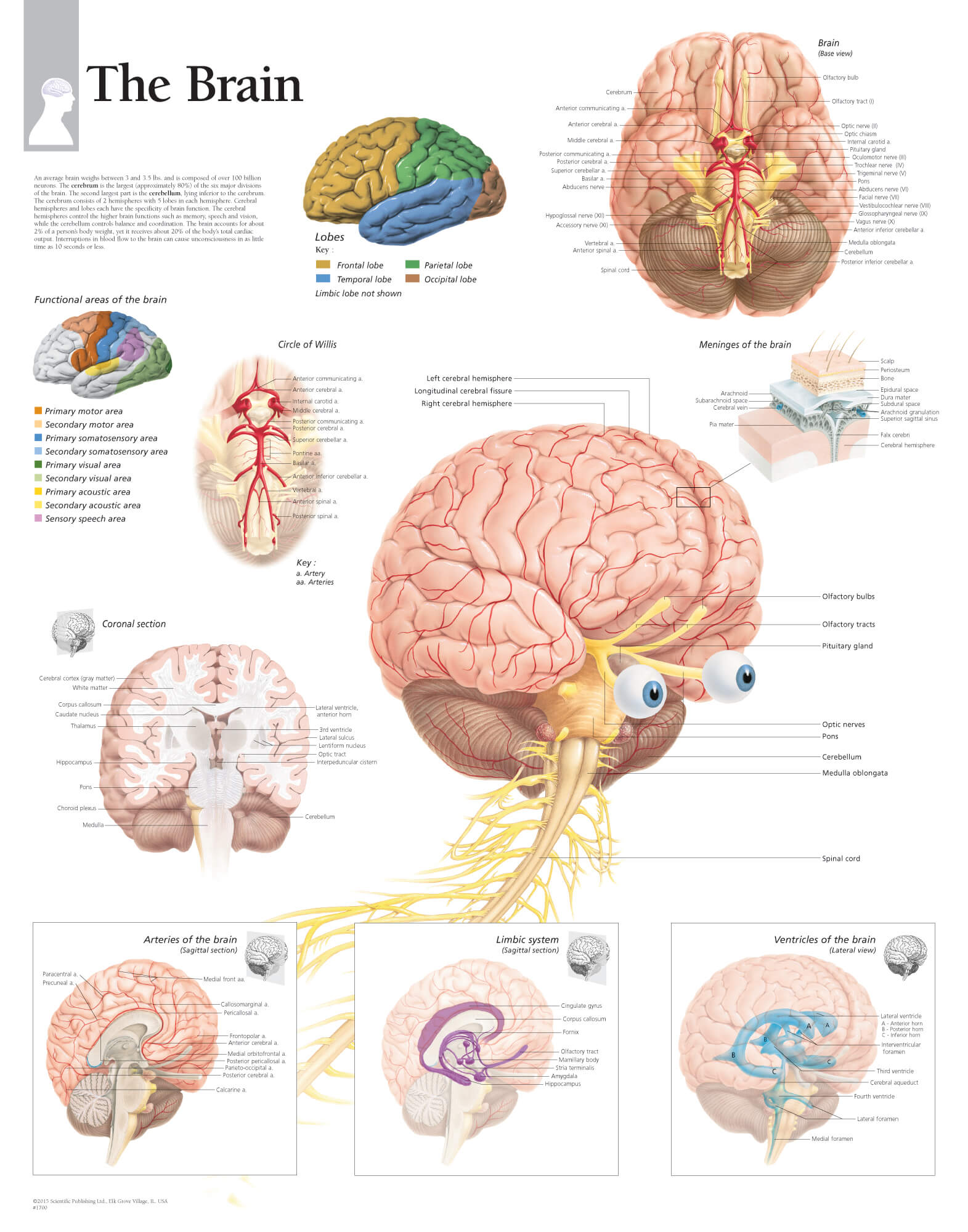 Parts Of The Brain Diagram Labeled