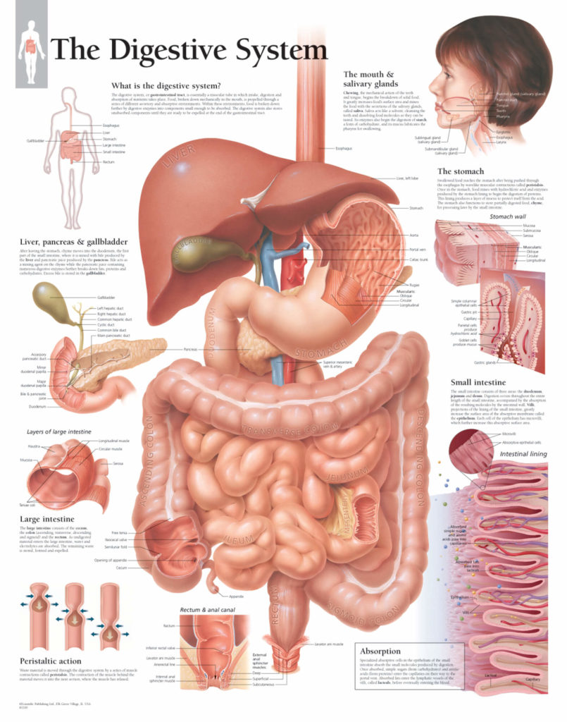 the-digestive-system-scientific-publishing