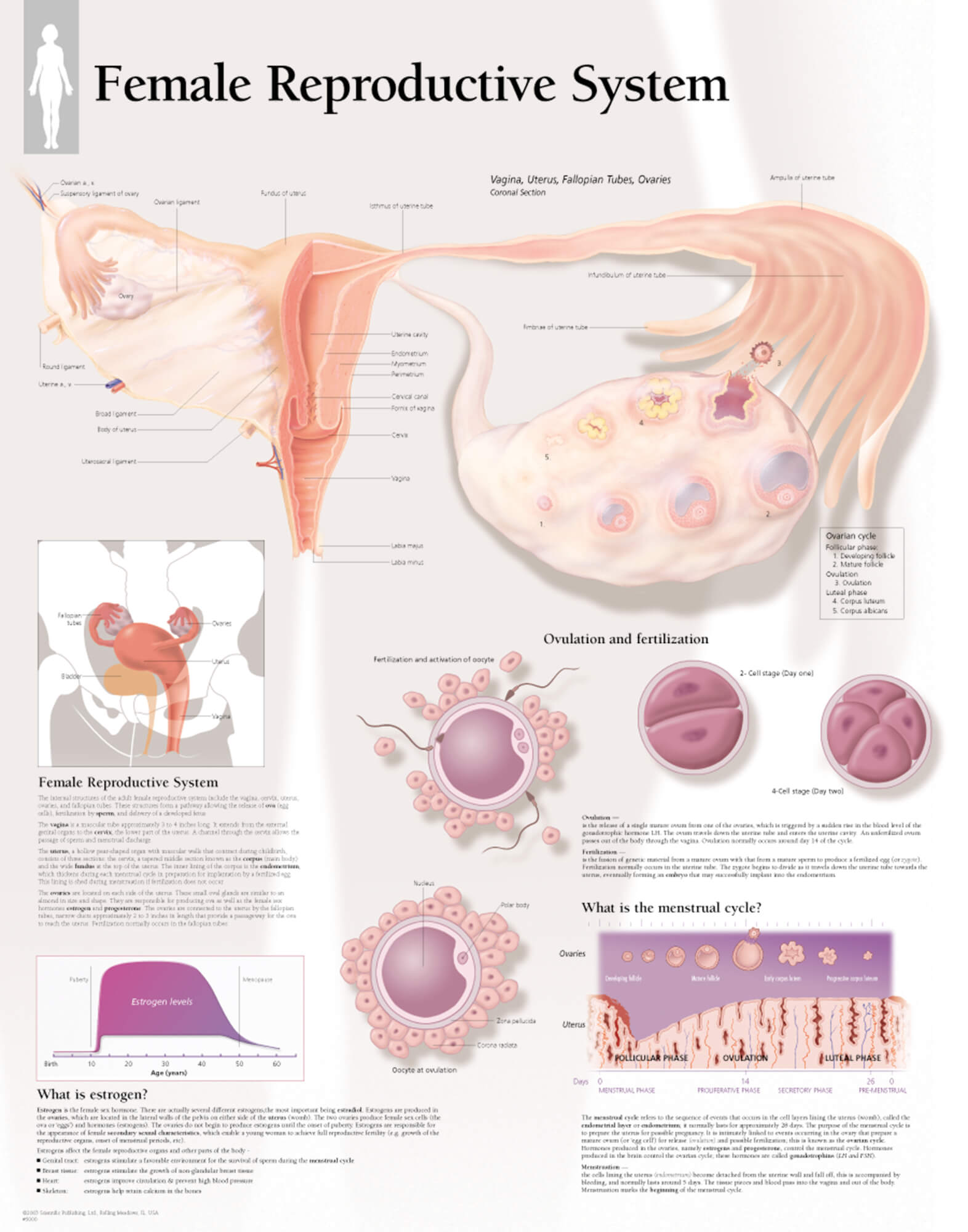 Female Reproductive System | Scientific Publishing