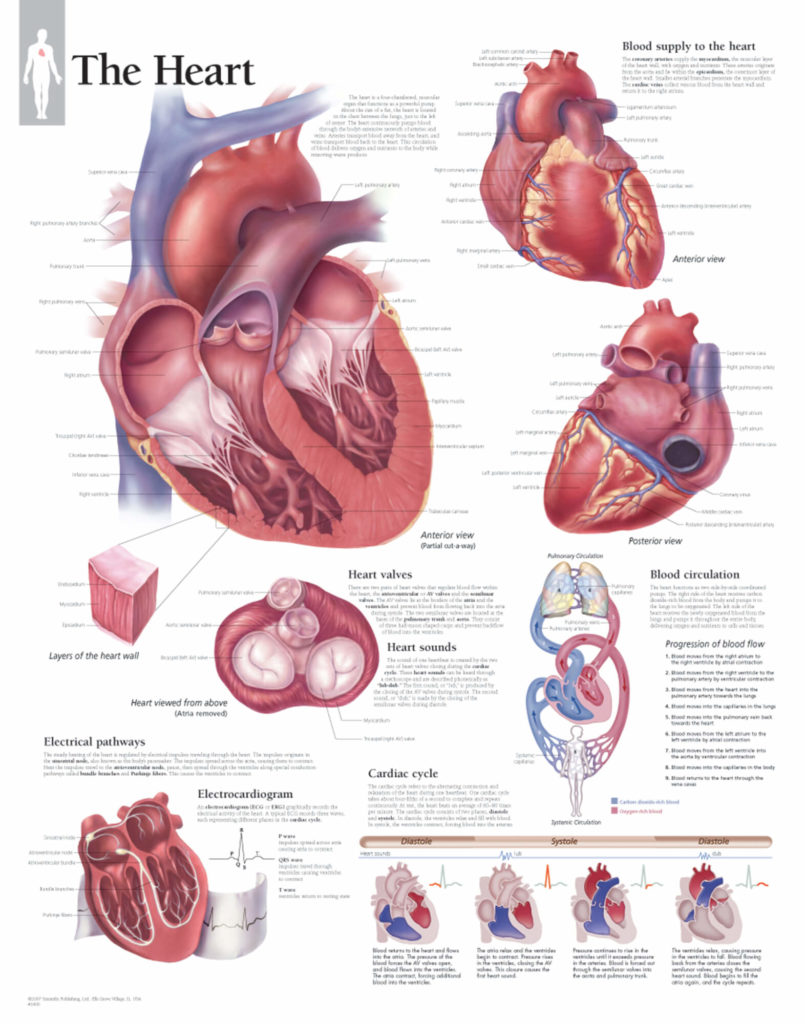 The Heart | Scientific Publishing