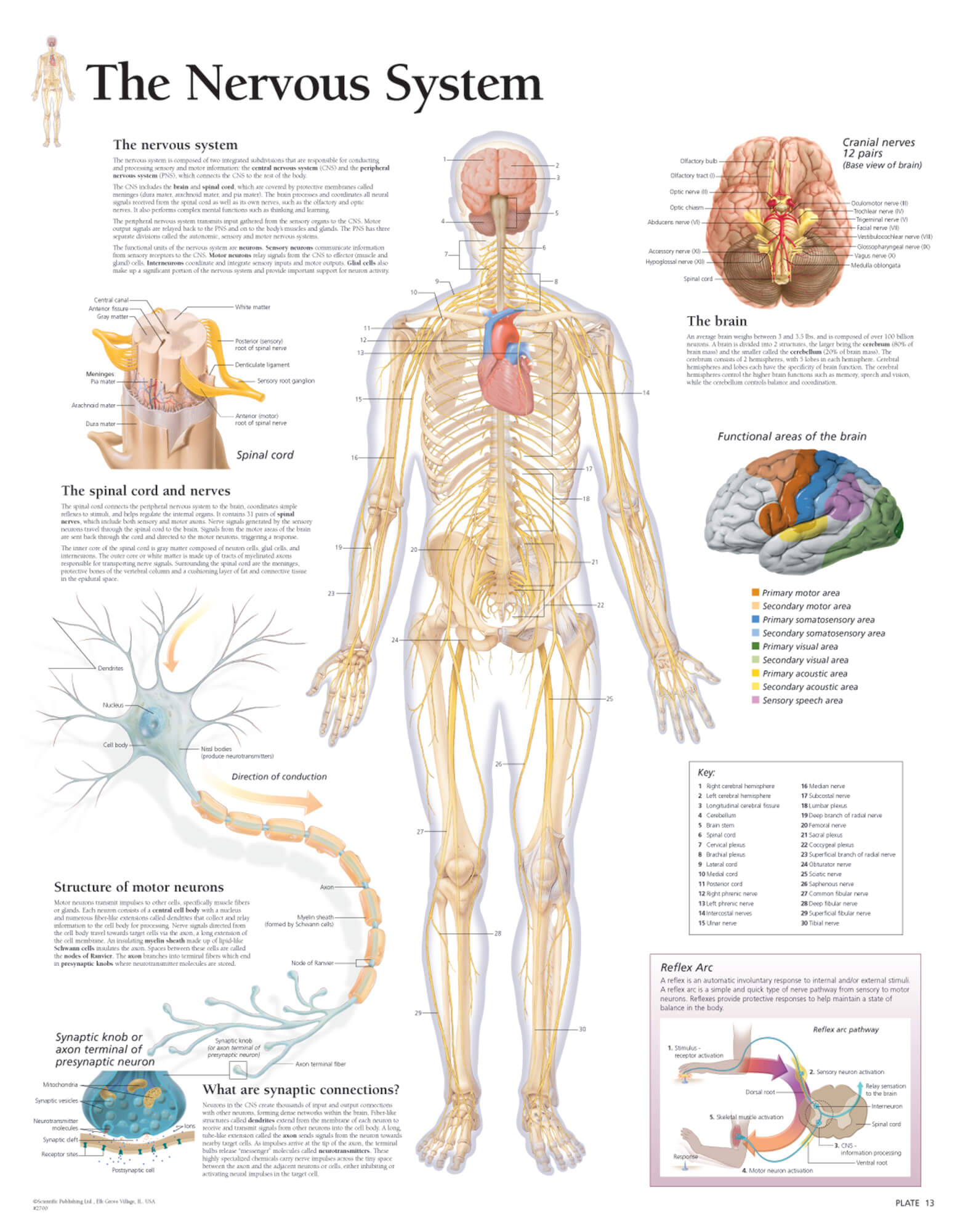spinal nerve chart anatomy