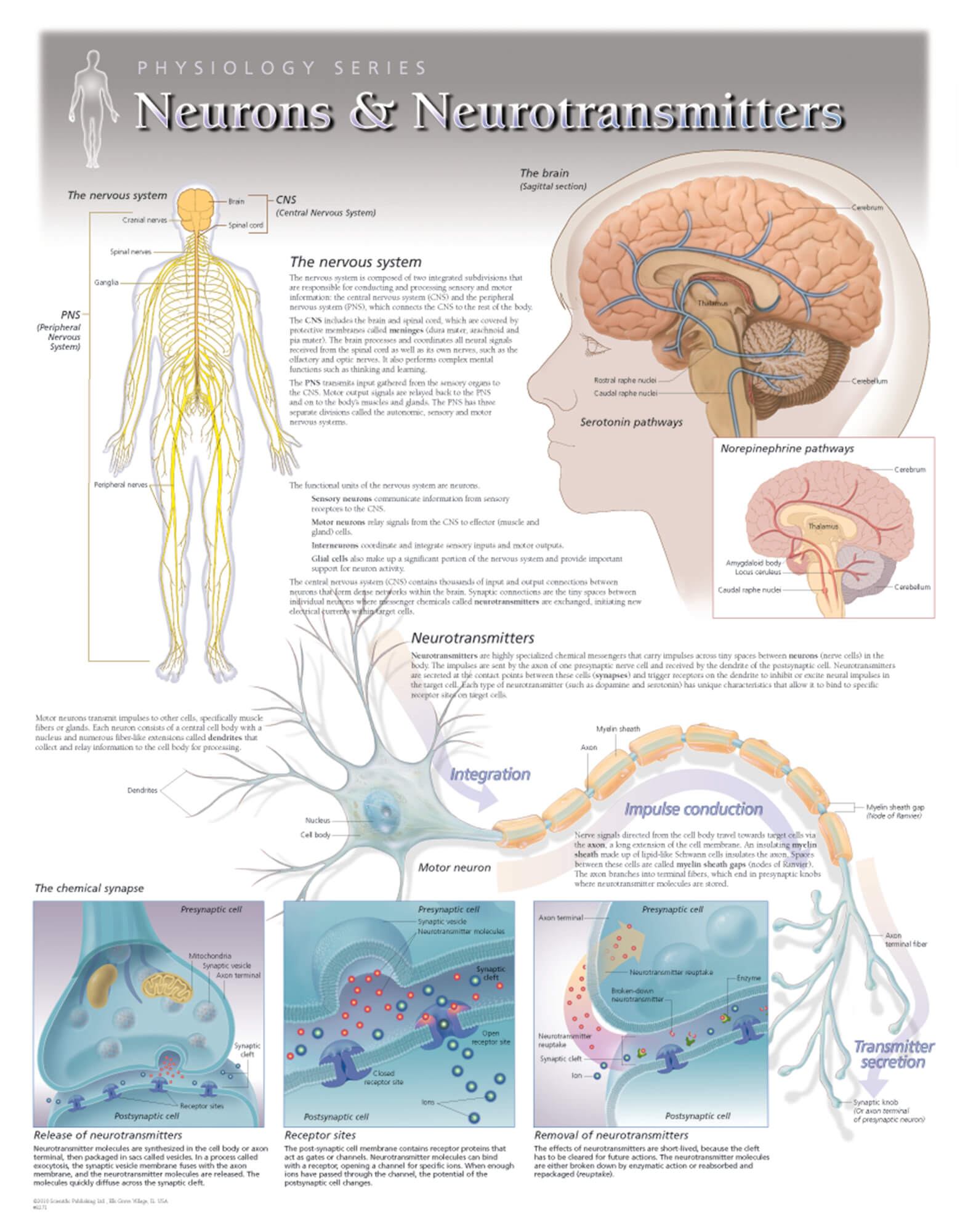 body to brain neurons