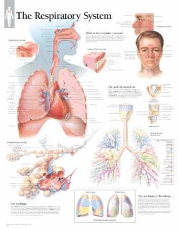 The Respiratory System | Scientific Publishing