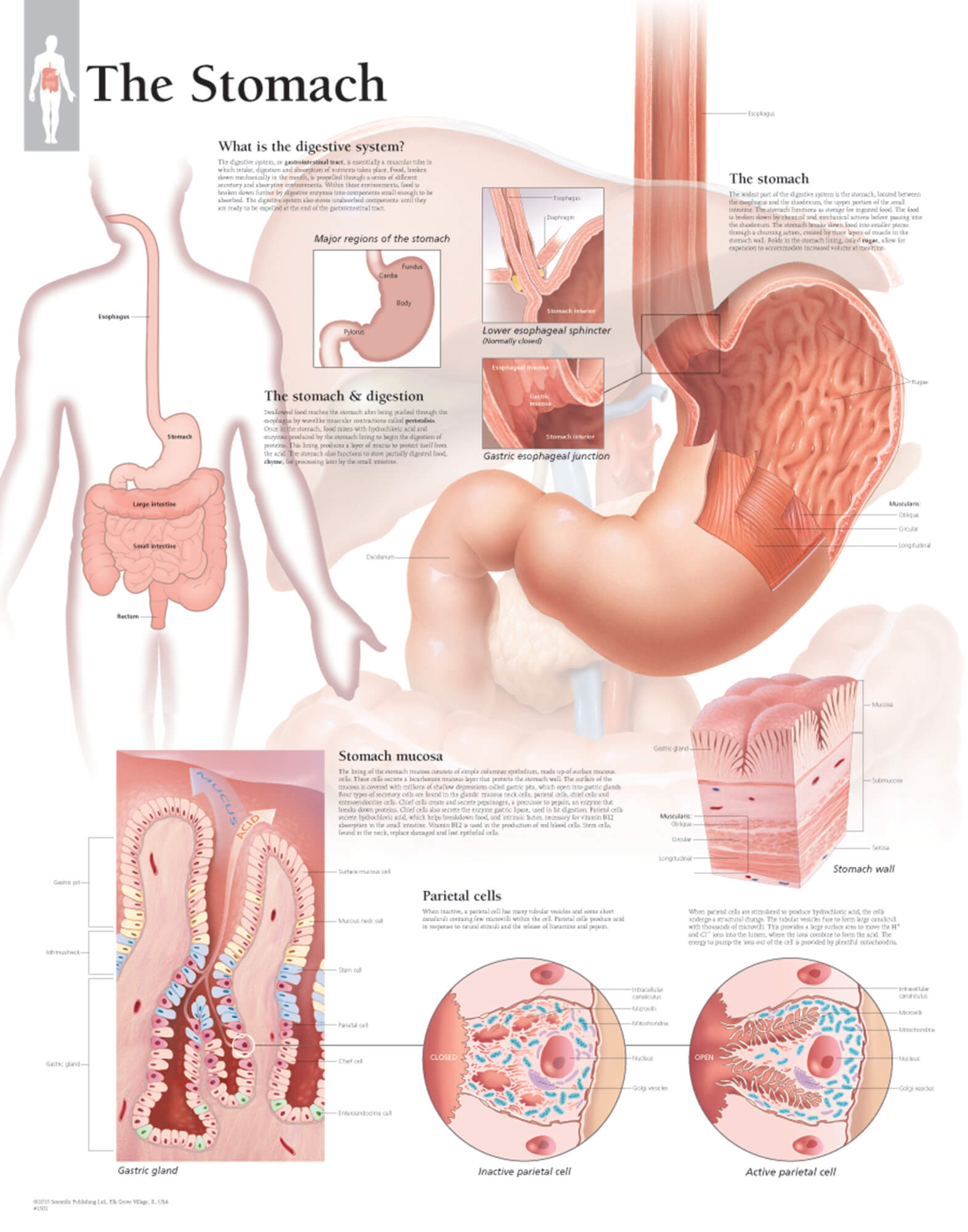 The Stomach Scientific Publishing