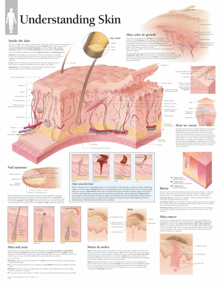 Integumentary System | Scientific Publishing