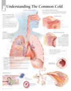 Understanding the Common Cold | Scientific Publishing