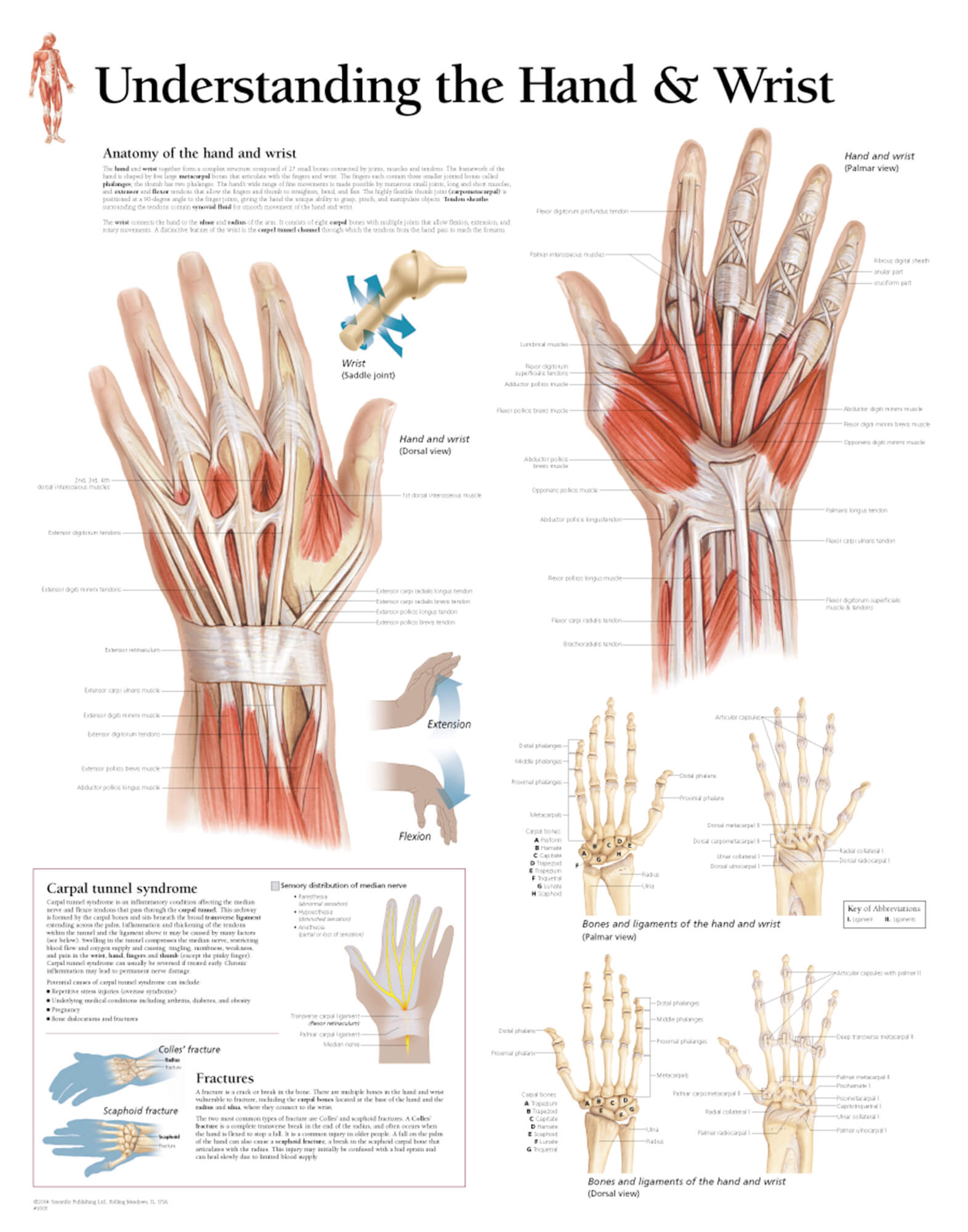 bones of the hand and wrist diagram