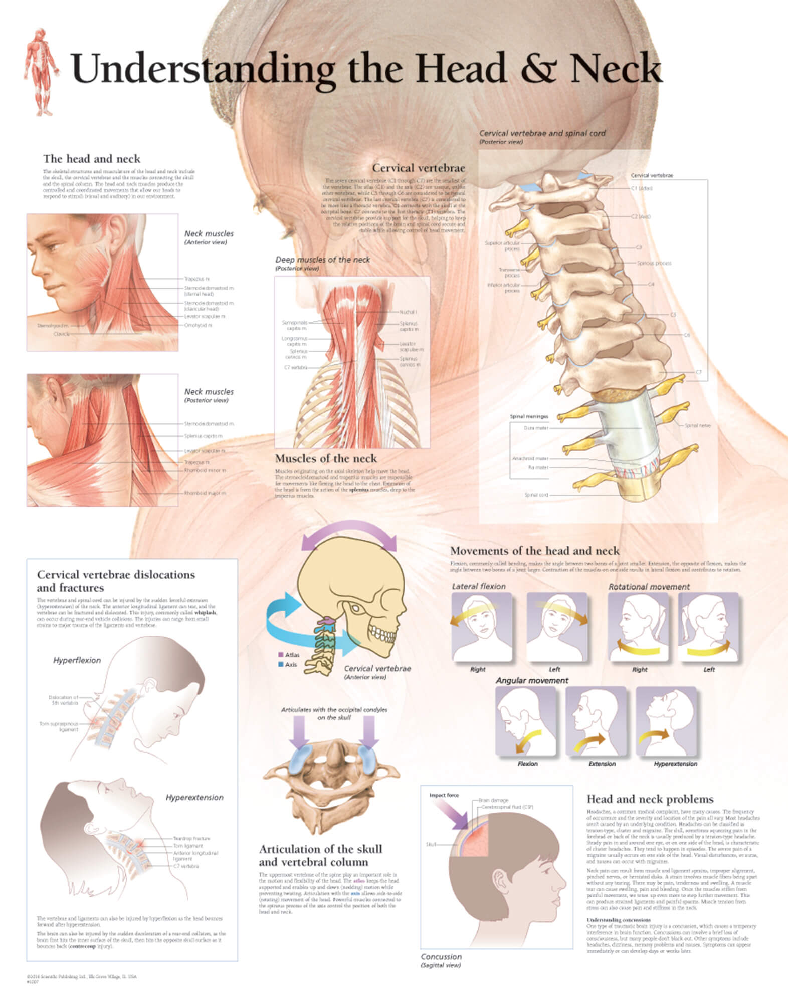 Understanding the Head & Neck | Scientific Publishing