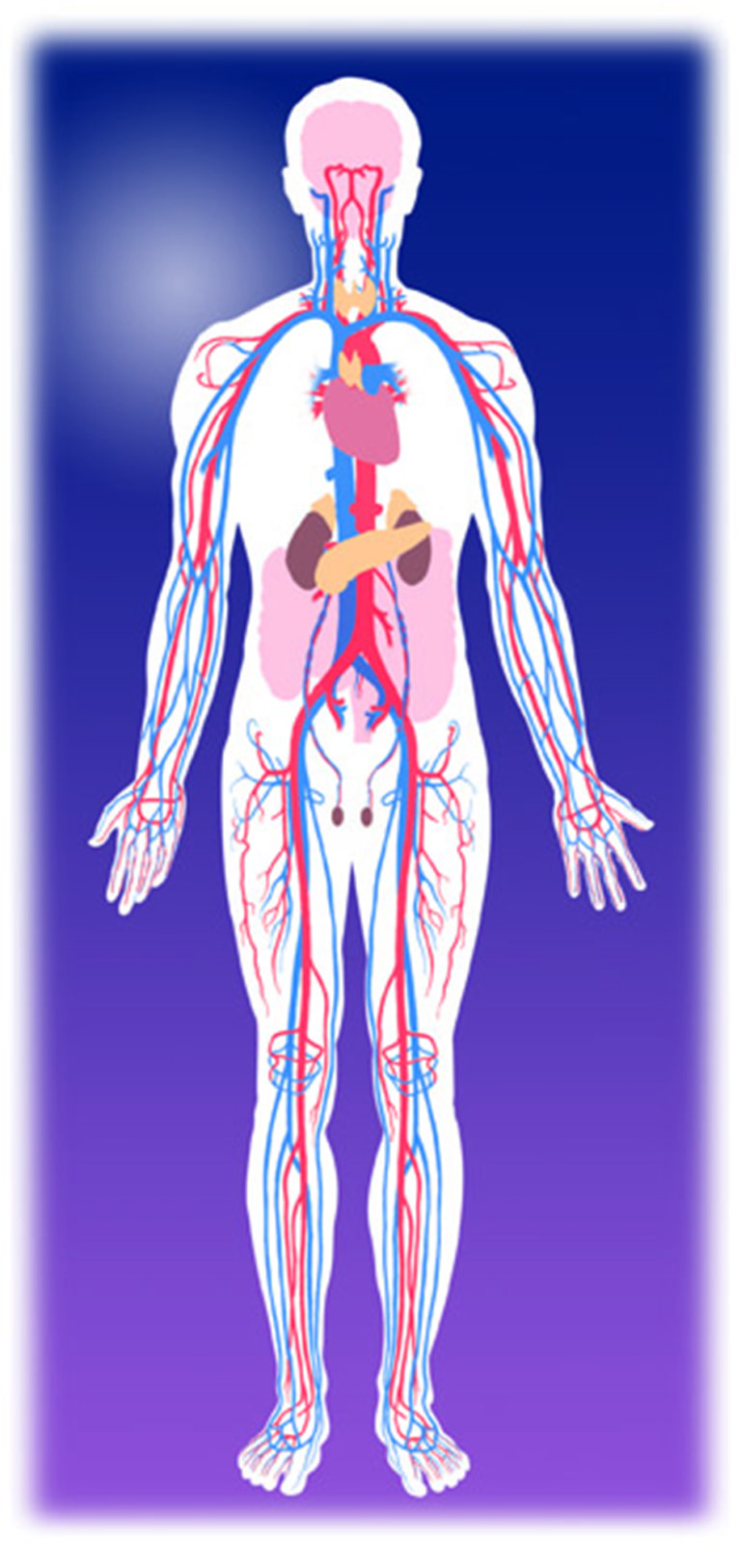 Systemic Anatomy | Scientific Publishing